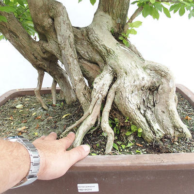 Kryty bonsai - Duranta erecta Aurea PB2191210 - 7