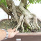 Kryty bonsai - Duranta erecta Aurea PB2191210 - 7/7