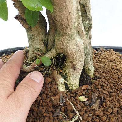 Kryty bonsai - Duranta erecta Aurea PB2191211 - 7