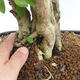 Kryty bonsai - Duranta erecta Aurea PB2191211 - 7/7