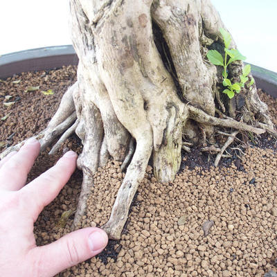 bonsai Room - Duranta erecta Aurea - 7