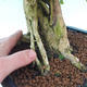 bonsai Room - Duranta erecta Aurea - 7/7