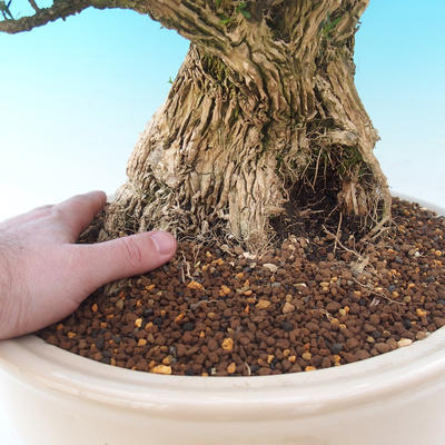 bonsai Room - Buxus harlandii - 7