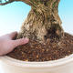 bonsai Room - Buxus harlandii - 7/7
