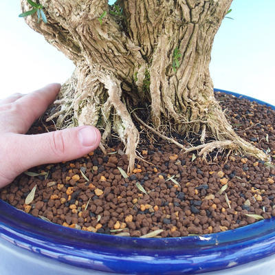 bonsai Room - Buxus harlandii - 7