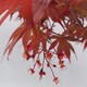 Bonsai zewnętrzne - Acer palmatum Atropurpureum - Klon palmowy czerwony - 7/7