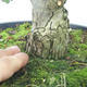 Outdoor bonsai - Hawthorn różowe kwiaty - Crataegus laevigata paul´s Scarlet - 7/7