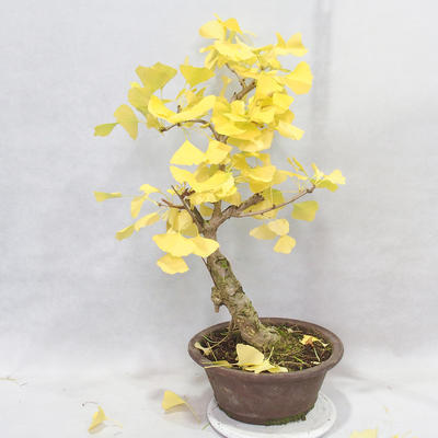 Outdoor bonsai - Ginkgo biloba - 7