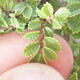 Bonsai zewnętrzne - Ulmus parvifolia SAIGEN - Wiąz drobnolistny - 7/7