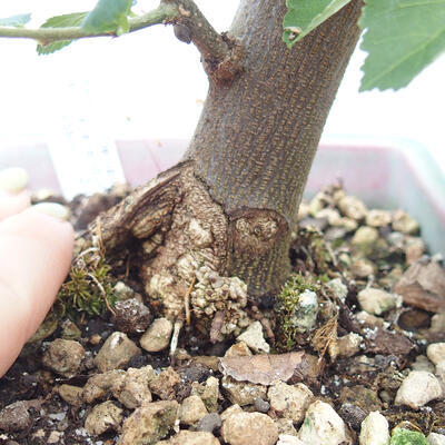 Kryty bonsai - Grewia occidentalis - Lawendowa gwiazda - 7