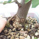 Kryty bonsai - Grewia occidentalis - Lawendowa gwiazda - 7/7