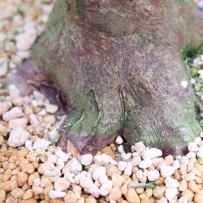 Outdoor bonsai - azalia japońska SATSUKI- Azalea KINSHO - 7