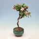 Outdoor bonsai -Malus Halliana - owocach jabłoni - 6/6