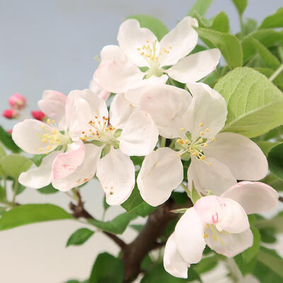 Outdoor bonsai -Malus Halliana - owocach jabłoni - 7