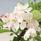 Outdoor bonsai -Malus Halliana - owocach jabłoni - 7/7