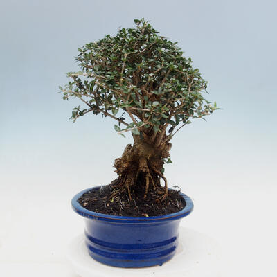 Kryte bonsai - Olea europaea sylvestris - Europejska oliwa z małych liści - 7