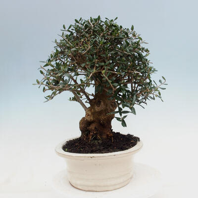 Kryte bonsai - Olea europaea sylvestris - Europejska oliwa z małych liści - 7