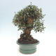 Kryte bonsai - Olea europaea sylvestris - Europejska oliwa z małych liści - 7/7
