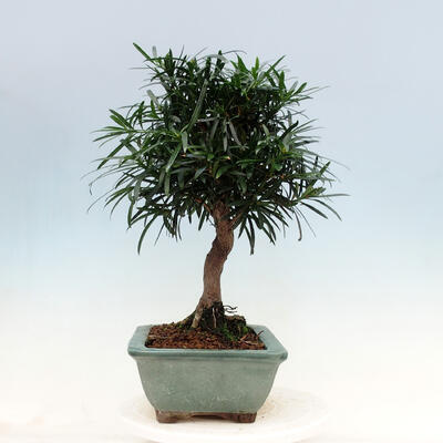 bonsai Room - Podocarpus - Stone tysięcy - 7