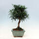 bonsai Room - Podocarpus - Stone tysięcy - 7/7