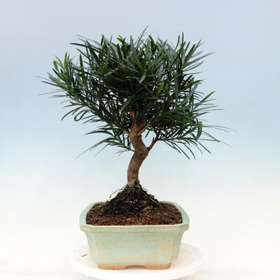 bonsai Room - Podocarpus - Stone tysięcy - 7