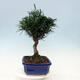 bonsai Room - Podocarpus - Stone tysięcy - 7/7