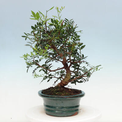 Kryty bonsai - Pistacje - 7