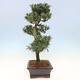 Kryty bonsai - Podocarpus - Kamienny tys - 7/7