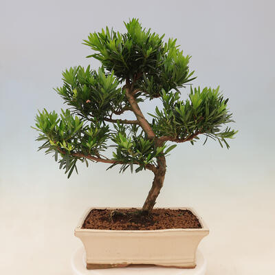 Kryty bonsai - Podocarpus - Kamienny tys - 7