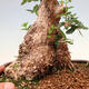 Kryte bonsai - Olea europaea sylvestris - Europejska oliwa z małych liści - 7/7