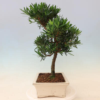 Kryty bonsai - Podocarpus - Kamienny tys - 7
