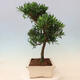 Kryty bonsai - Podocarpus - Kamienny tys - 7/7