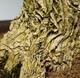 Kryty bonsai - Buxus harlandii - Bukszpan korkowy - 7/7