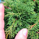Yamadori Juniperus chinensis - jałowiec - 5/5