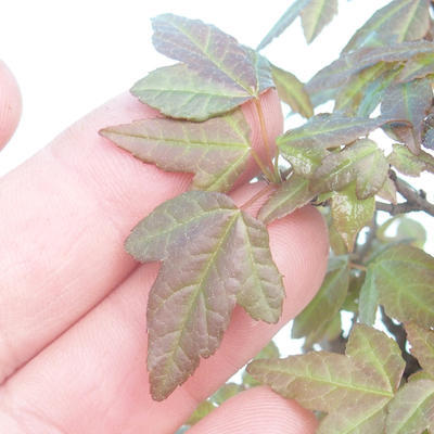 Shohin - Klon, Acer burgerianum na skale - 7
