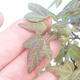 Shohin - Klon, Acer burgerianum na skale - 6/6