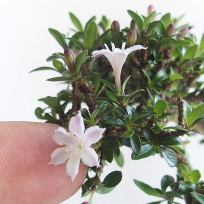 Kryte bonsai - Serissa japonica - drobnolistna - 7