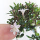 Kryte bonsai - Serissa japonica - drobnolistna - 6/6