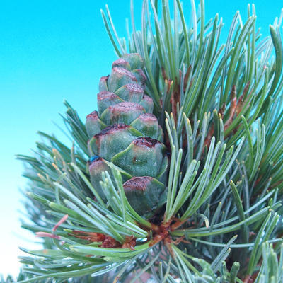 Outdoor bonsai -Borovice drobnokvětá - Pinus parviflora glauca - 7