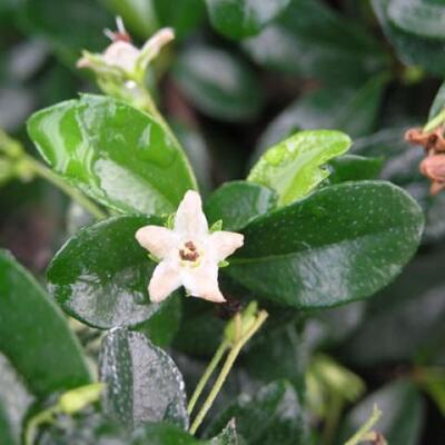 Kryte bonsai ze spodkiem - Carmona macrophylla - Herbata Fuki - 7