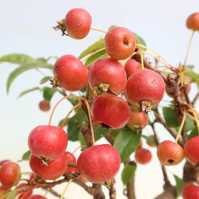 Outdoor bonsai -Malus Halliana - owocach jabłoni - 7