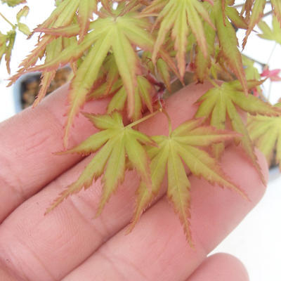 Shohin - Klon, Acer palmatum - 7