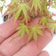 Shohin - Klon, Acer palmatum - 6/6