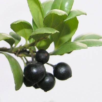 Kryte bonsai - Ilex crenata - Holly - 7