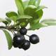Kryte bonsai - Ilex crenata - Holly - 3/3