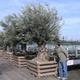 Kryty bonsai - Olea europaea sylvestris -Oliva Europejski mały liść PB2192037 - 6/6